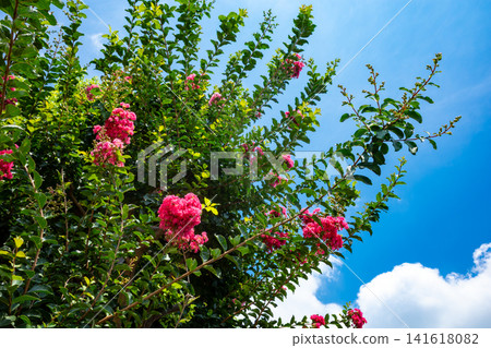 Crape myrtle blossoms against the summer sky c-1 Crape myrtle blossoms against the summer sky c-1 141618082