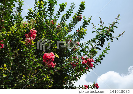 Crape myrtle blossoms against the summer sky c-5 Film-like Crape myrtle blossoms against the summer sky c-5 Film-like 141618085