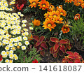 Early summer flower bed 141618087