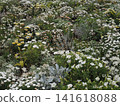 Early summer flower bed 141618088