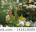 Early summer flower bed 141618089
