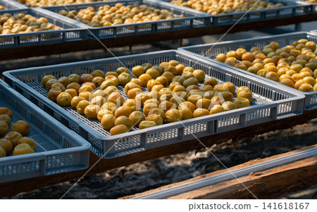 How to dry plums How to dry plums 141618167