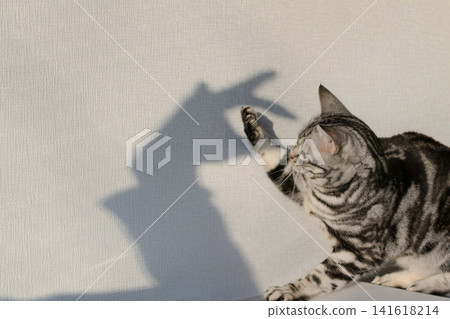 A cute American Shorthair cat playing with its shadow. A cute American Shorthair cat playing with its shadow. 141618214