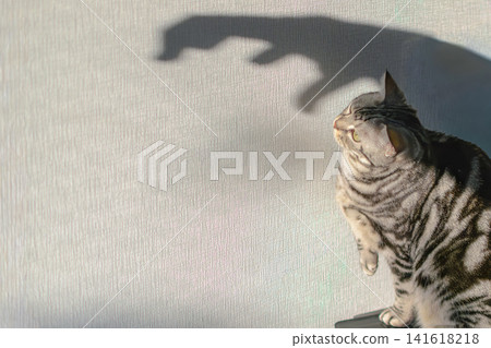 A cute American Shorthair cat playing with its shadow. A cute American Shorthair cat playing with its shadow. 141618218