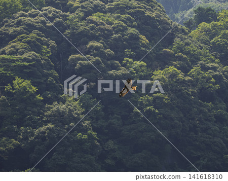 一隻雄偉的風箏翱翔在碧綠的山巒之上。 一隻雄偉的風箏翱翔在碧綠的山巒之上。 141618310