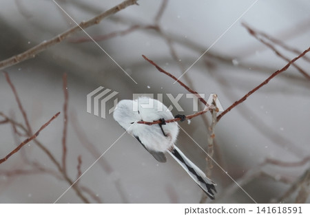 Long-tailed tit searching for food on a branch tip Long-tailed tit searching for food on a branch tip 141618591