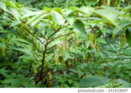 Coomassie Coomassie 141618607