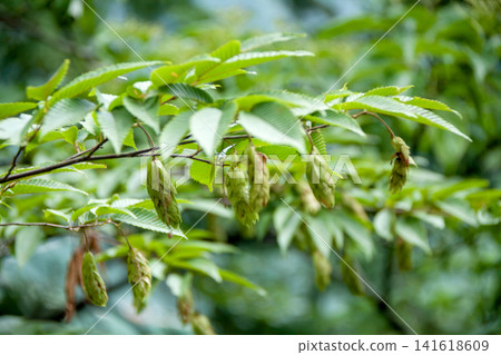 Coomassie Coomassie 141618609
