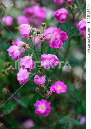 Mr bluebird miniature purple mauve rose flower clusters blooming on bush with raindrops after rain copy space Mr bluebird miniature purple mauve rose flower clusters blooming on bush with raindrops after rain copy space 141618644
