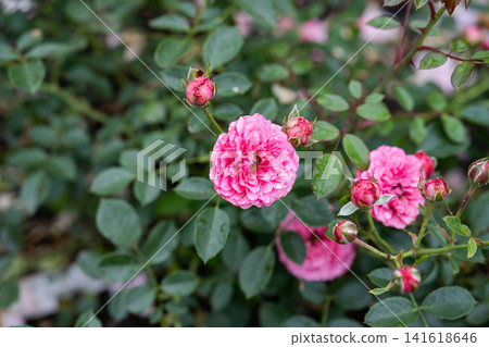 Opal juwel miniature pink rose flower cluster blooming on bush with raindrops after summer rain with copy space Opal juwel miniature pink rose flower cluster blooming on bush with raindrops after summer rain with copy space 141618646