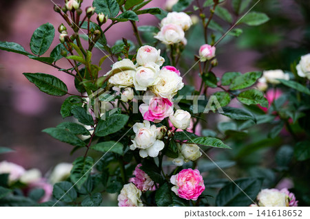 The fairy polyantha pink rose flower clusters blooming on bush with wet green leaves after summer rain copy space The fairy polyantha pink rose flower clusters blooming on bush with wet green leaves after summer rain copy space 141618652