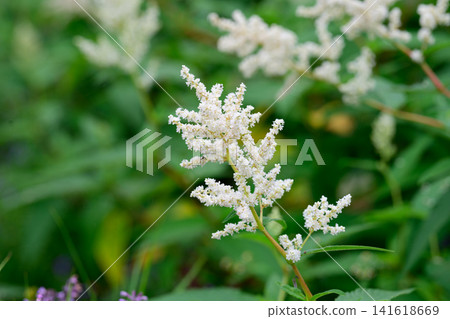 White astilbe mont blanc flower with green leaf blooming in summer garden close up on natural outdoor background White astilbe mont blanc flower with green leaf blooming in summer garden close up on natural outdoor background 141618669