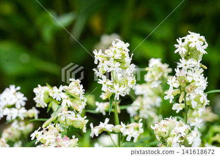 White silene flower with water raindrop blooming in summer garden close up on wet green background texture during rain 141618672