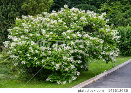 White hydrangea paniculata bush blooming with flower inflorescence in summer park on green tree background copy space White hydrangea paniculata bush blooming with flower inflorescence in summer park on green tree background copy space 141618686