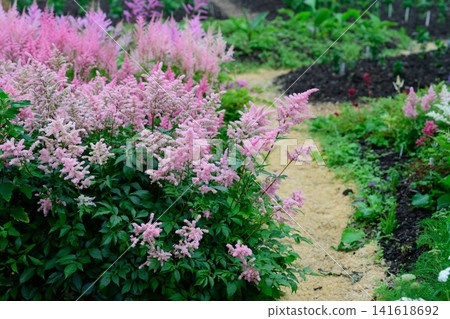 Pink astilbe kvele flower bush blooming over garden path with wood chip mulch in formal landscape design backyard background copy space Pink astilbe kvele flower bush blooming over garden path with wood chip mulch in formal landscape design backyard background copy space 141618692