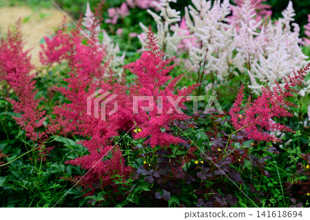 Red astilbe montgomery flower bush blooming with pale pink astilbe arendsii group in summer garden close up on green background copy space Red astilbe montgomery flower bush blooming with pale pink astilbe arendsii group in summer garden close up on green background copy space 141618694