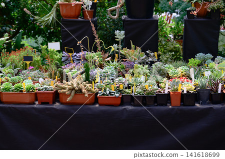 Assorted succulent plants and cacti on display at a flower market exhibition with dark copy space Assorted succulent plants and cacti on display at a flower market exhibition with dark copy space 141618699
