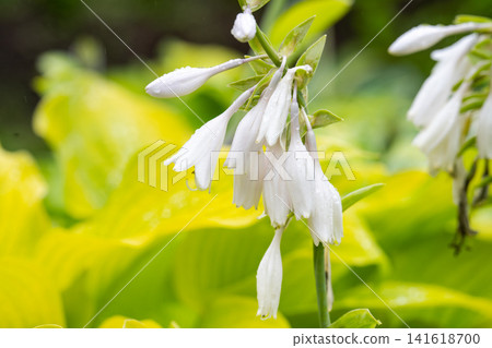 White hosta plantaginea flower with raindrop blooming in summer garden close up on yellow green background copy space White hosta plantaginea flower with raindrop blooming in summer garden close up on yellow green background copy space 141618700