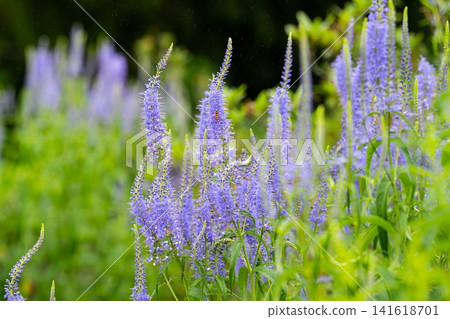 Blue veronica longifolia flower with insect and raindrop blooming in summer garden close up on natural green background copy space Blue veronica longifolia flower with insect and raindrop blooming in summer garden close up on natural green background copy space 141618701