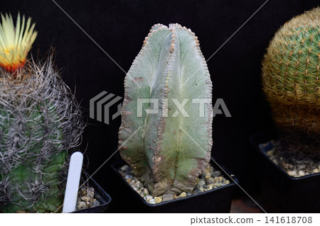 Row of potted cacti focusing on central Astrophytum myriostigma coahuilense cactus plant on dark background side view Row of potted cacti focusing on central Astrophytum myriostigma coahuilense cactus plant on dark background side view 141618708