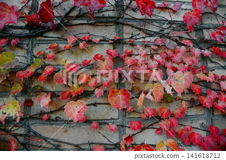 Autumn maiden grape with red leaves climbing a brick wall. Natural fall background with vibrant foliage texture and seasonal colors outdoors. Autumn maiden grape with red leaves climbing a brick wall. Natural fall background with vibrant foliage texture and seasonal colors outdoors. 141618712
