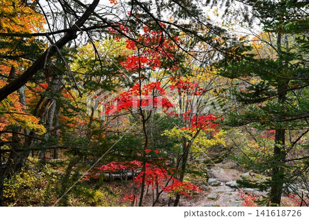 Autumn forest in Russia with bright red maple trees and green conifers peaceful wilderness scenery showing natural beauty and seasonal landscape Autumn forest in Russia with bright red maple trees and green conifers peaceful wilderness scenery showing natural beauty and seasonal landscape 141618726