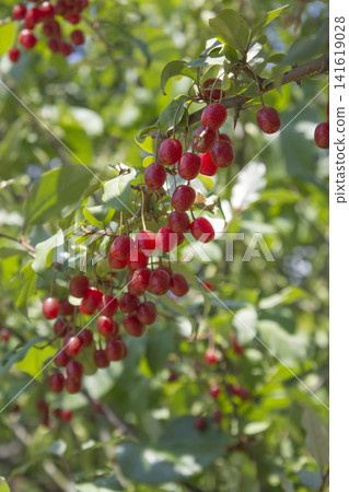 Ripe Autumn Olive Berries (Elaeagnus Umbellata) growing on a branch . oleaster Ripe Autumn Olive Berries (Elaeagnus Umbellata) growing on a branch . oleaster 141619028