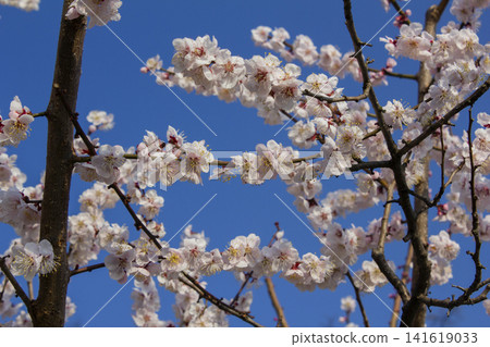 Apricot flower on nature background Apricot flower on nature background 141619033
