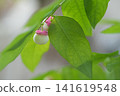 Fruit of the Japanese pine tree 141619548