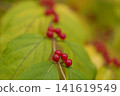 Gourd fruit 141619549