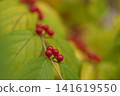 Gourd fruit 141619550