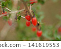 Wolfberry  141619553