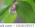 Fruit of the Japanese pine tree 141619557
