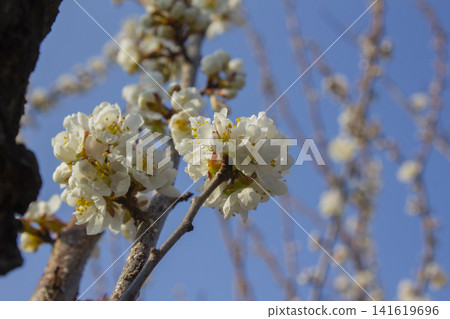 Apricot flower on nature background Apricot flower on nature background 141619696