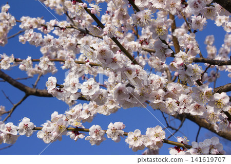 Apricot flower on nature background Apricot flower on nature background 141619707
