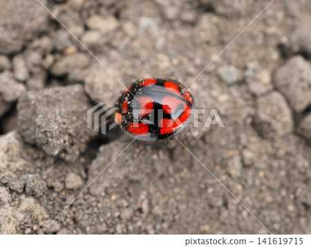 A ladybug (Ladybug frequens) around the crater of Mt. Iwate in July (20260708092853) A ladybug (Ladybug frequens) around the crater of Mt. Iwate in July (20260708092853) 141619715