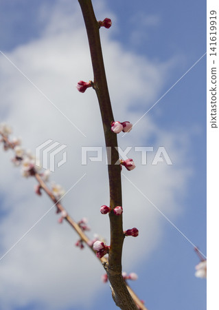 Apricot flower on nature background Apricot flower on nature background 141619919
