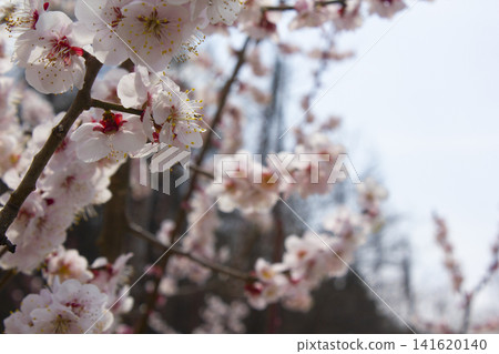 Apricot flower on nature background Apricot flower on nature background 141620140