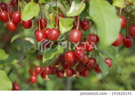 Ripe Autumn Olive Berries (Elaeagnus Umbellata) growing on a branch . oleaster Ripe Autumn Olive Berries (Elaeagnus Umbellata) growing on a branch . oleaster 141620141