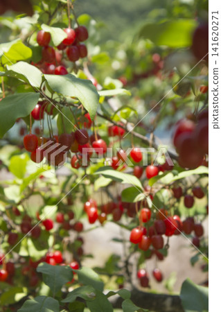 Ripe Autumn Olive Berries (Elaeagnus Umbellata) growing on a branch . oleaster Ripe Autumn Olive Berries (Elaeagnus Umbellata) growing on a branch . oleaster 141620271