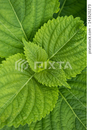 This is a close-up of a perilla leaf. This is a close-up of a perilla leaf. 141620273