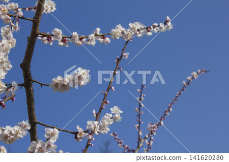 Apricot flower on nature background Apricot flower on nature background 141620280