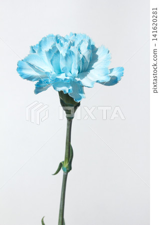 It's a white background and blue carnations. It's a white background and blue carnations. 141620281