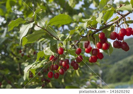 Ripe Autumn Olive Berries (Elaeagnus Umbellata) growing on a branch . oleaster Ripe Autumn Olive Berries (Elaeagnus Umbellata) growing on a branch . oleaster 141620292