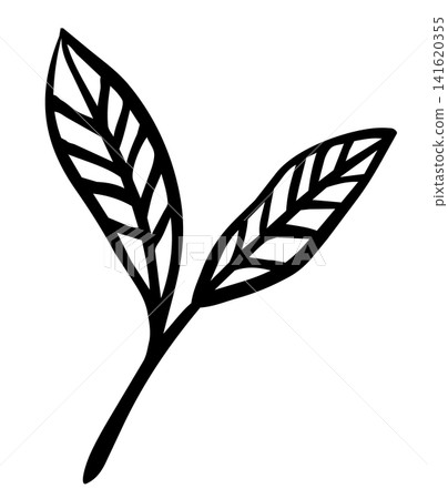 Hand-drawn style line art illustration of tea leaves and buds 141620355