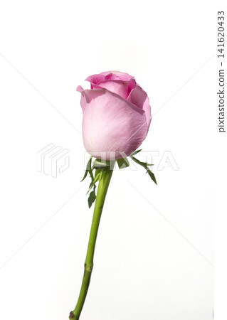 It is a single rose 141620433