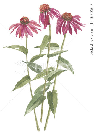 三朵用水彩畫的紫錐菊。 三朵用水彩畫的紫錐菊。 141620569