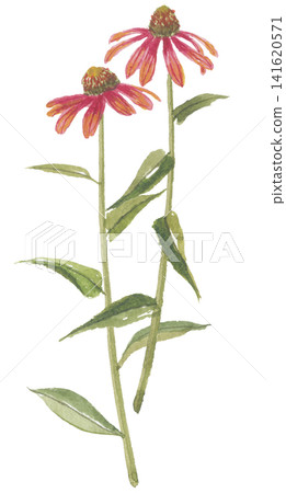兩幅紫錐菊水彩畫 兩幅紫錐菊水彩畫 141620571