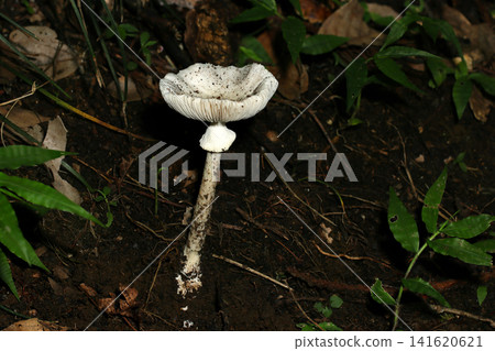 Tall, white Amanita mushrooms growing in the soil of a dark forest (Japanese natural fungi, mushroom ecology macro photography) Tall, white Amanita mushrooms growing in the soil of a dark forest (Japanese natural fungi, mushroom ecology macro photography) 141620621