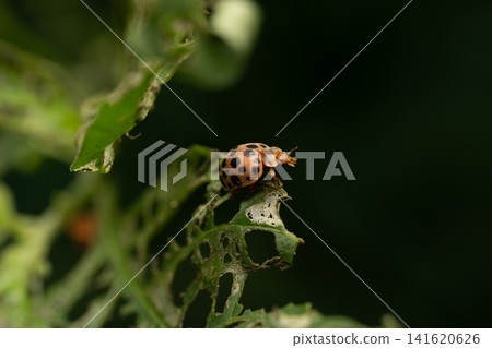 二十八斑瓢蟲:蕾絲狀的取食痕跡,微距特寫。 二十八斑瓢蟲:蕾絲狀的取食痕跡,微距特寫。 141620626